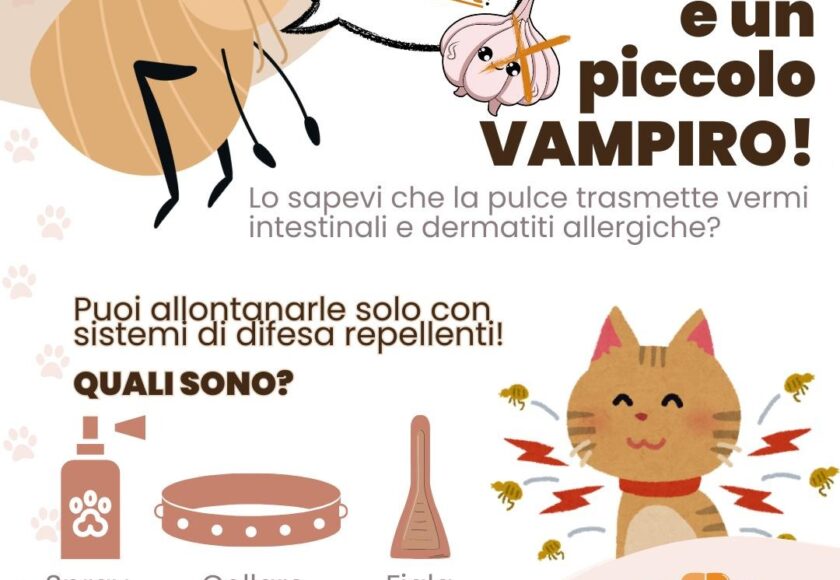 La pulce un piccolo vampiro - Orme Palermo