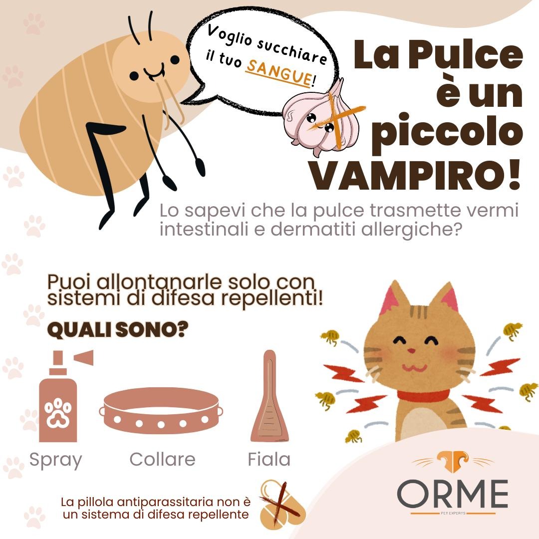 La pulce un piccolo vampiro - Orme Palermo