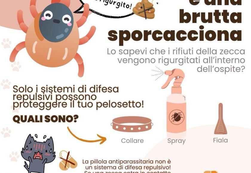 La zecca un brutta sporcacciona - Orme Palermo