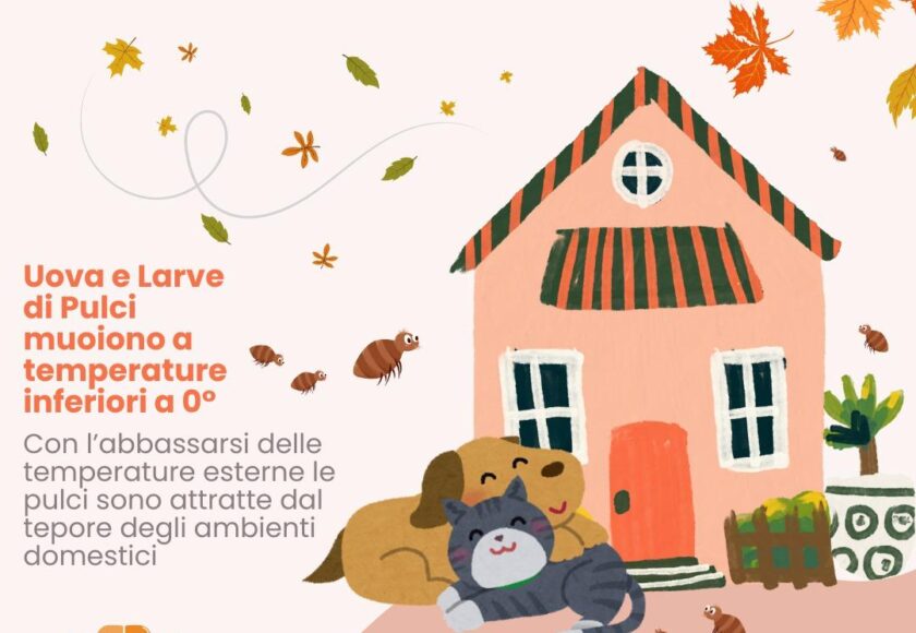 Promemoria di Autunno, Attenzione alle pulci - Orme Palermo